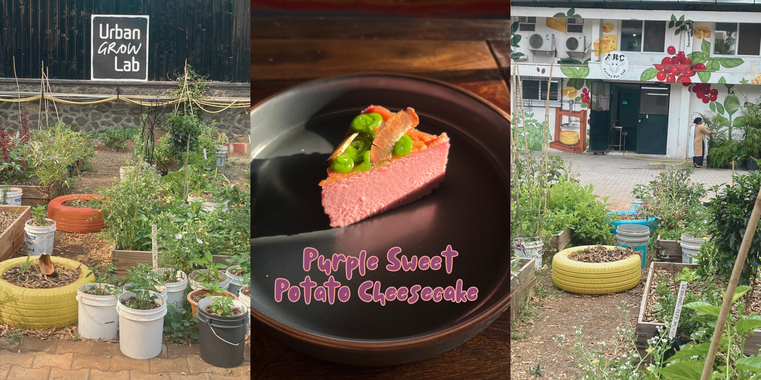 Purple Sweet Potato Cheesecake with Pandan Ganache and Toasted Coconut Flakes